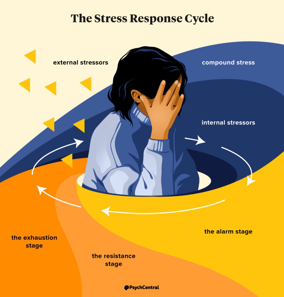 an infographic showing the different stages of the stress response cycle